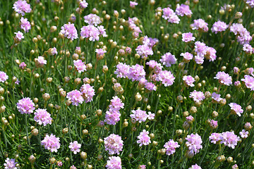 Image showing Common thrift