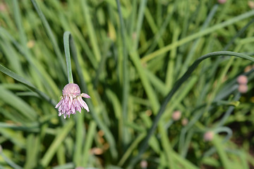 Image showing Chives flower