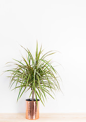 Image showing Beautiful Madagascar dragon tree in a copper pot