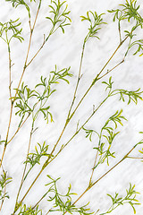 Image showing Young green bamboo branches on marble background