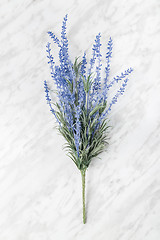 Image showing Blooming lavender on marble background