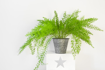 Image showing Beautiful asparagus fern in a zinc pot