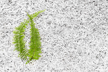 Image showing Green plant in a heap of shredded paper