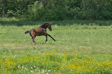 Image showing Foal on a spring pasture