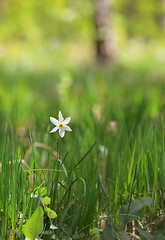 Image showing wild daffodils on field