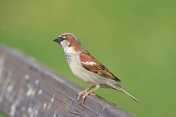 Image showing House Sparrow( Passer domesticus )