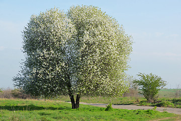 Image showing Blossoming Cherry Tree 