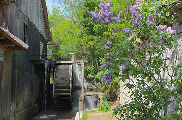 Image showing Spring at the Water Mill