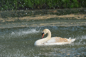 Image showing Swan in spring rain