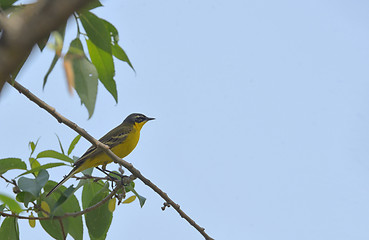 Image showing Western yellow wagtail (Motacilla flava)