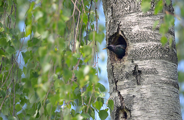 Image showing Starling Nesting in forest