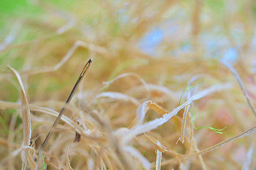 Image showing Looking for a needle in a haystack 