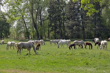 Image showing Herd of horses on the spring