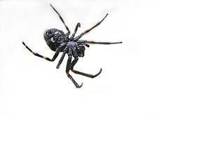 Image showing Spider