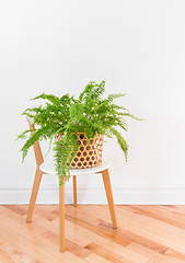 Image showing Green fern plant in a basket on a stylish chair