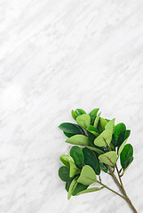 Image showing Ficus tree branch on marble background