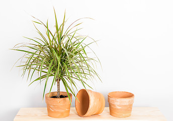 Image showing Madagascar dragon tree in a clay pot