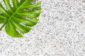 Image showing Vibrant green Monstera leaf in a heap of shredded paper