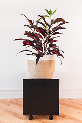 Image showing Colorful Croton plant in a textile basket