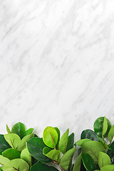 Image showing Branches with green ficus leaves on marble background
