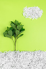 Image showing Green tree growing in recycled shredded paper