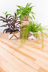 Image showing Beautiful green plants in a room with wooden floor