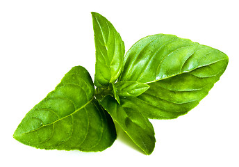 Image showing Basil leaves