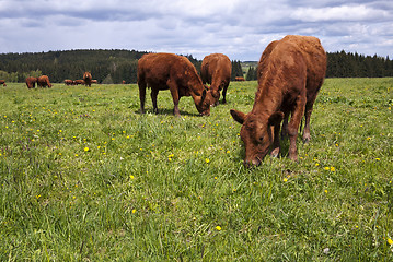 Image showing Cattle on pasture