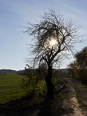 Image showing Silhouette of tree, dirt road and field in autumn.