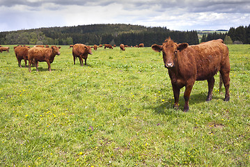 Image showing Cattle on pasture