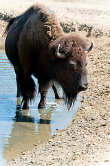 Image showing American bison