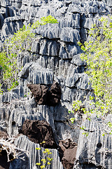 Image showing Tsingy rock formations in Ankarana, Madagascar