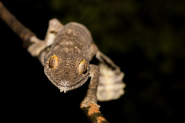 Image showing Giant leaf-tailed gecko, Uroplatus fimbriatus, Madagascar