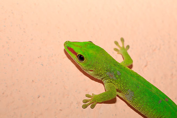 Image showing Phelsuma madagascariensis day gecko, Madagascar