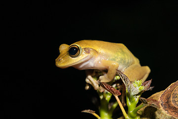 Image showing Beautiful frog Boophis rhodoscelis Madagascar