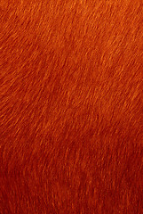 Image showing fur
