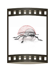 Image showing Ladybird on a white background. 3D illustration.. The film strip