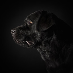 Image showing The portrait of a black Labrador dog taken against a dark backdrop.