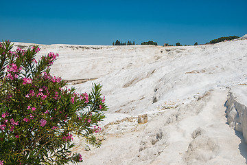 Image showing Famous Turkish Pammukale