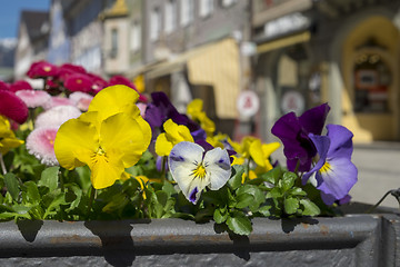 Image showing Flowers in Garmisch-Partenkirchen in spring