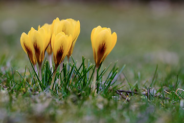 Image showing Crocus flowers