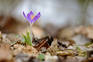 Image showing Crocus flowers