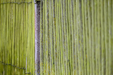 Image showing Moss on wooden fence