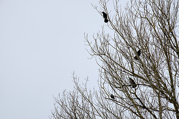 Image showing Raven on a tree