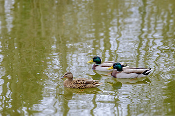 Image showing Mallard ducks on a lake