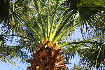 Image showing Upper branches of palm tree 