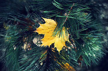 Image showing Bright yellow leaf of maple stuck in coniferous tree branches