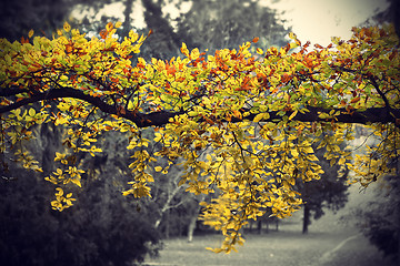 Image showing Bright yellow branch of autumn tree 