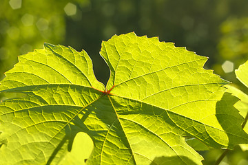 Image showing Leaf of grape glowing in sunlight