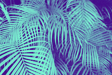 Image showing ultra violet and blue duotone palm tree leaves